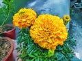 Sunflower with flower pot Panasonic image