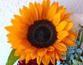 Sunflower flower power beauty nature love Royalty Free Stock Photo