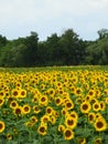 Sunflower crop grows in the FingerLakes sunshine