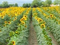 FingerLakes sunflower crop field in late NYS summer Royalty Free Stock Photo