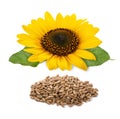 Sunflower flower and seeds heap