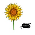 Sunflower flower vector drawing. Hand drawn illustration isolated on white background. Royalty Free Stock Photo