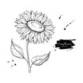 Sunflower flower vector drawing. Hand drawn illustration isolated on white background.