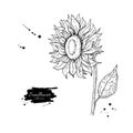 Sunflower Flower Vector Drawing. Hand Drawn Illustration Isolated On White Background.