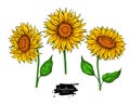 Sunflower flower vector drawing set. Hand drawn illustration isolated on white background.