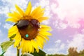 Sunflower wearing glasses with blue sky background. Royalty Free Stock Photo
