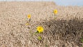 Sunflower flower in a wheat field, fully ripe corn ears on a sunny summer day, harvest time, texture surface photo Royalty Free Stock Photo