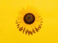 Sunflower flower, on yellow background with copyspace. Harsh light for hot effect. Royalty Free Stock Photo