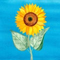 sunflower flower with yellow petals and green leaves on a blue background. Watercolor illustration Royalty Free Stock Photo