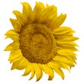 Sunflower flower, yellow vectorized natural bright flower