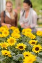 Sunflower flowerbeds two woman shop in background