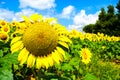 Sunflower flowered big colorful closeup background Royalty Free Stock Photo