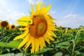 Sunflower flowering flower plant herb nature natural detail close up Royalty Free Stock Photo