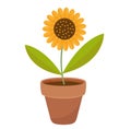 Sunflower in a flowerpot. icon flat, cartoon style. Isolated on white background. Vector illustration, clip-art.