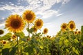 Sunflower flowers against the blue sky. Back light Royalty Free Stock Photo