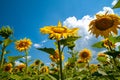 Sunflower flowers against the sky. Yellow sunflower flower on the field and blue sky with clouds background Royalty Free Stock Photo