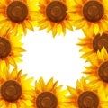 Sunflower flowers arranged in a circle