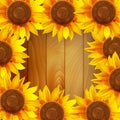 Sunflower flowers arranged in a circle on a wooden background