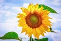 Sunflower flowers bloom on a field of sunflowers on a sunny day, a sunflower flowering, a sunflower natural background. Selective Royalty Free Stock Photo