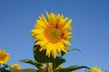 Sunflower flowers close-up on a background of blue sky. Helianthus herbaceous oil plant. Agriculture Royalty Free Stock Photo