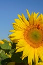 Sunflower flowers close-up on a background of blue sky. Helianthus herbaceous oil plant. Agriculture Royalty Free Stock Photo