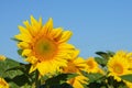 Sunflower flowers close-up on a background of blue sky. Helianthus herbaceous oilseed field. Agriculture. Travel Ukraine Royalty Free Stock Photo