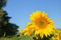 Sunflower flowers close-up on a background of blue sky. Helianthus herbaceous oilseed field. Agriculture. Travel Ukraine Royalty Free Stock Photo