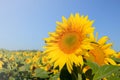 Sunflower flowers close-up on a background of blue sky. Helianthus herbaceous oilseed field. Agriculture. Travel Ukraine Royalty Free Stock Photo