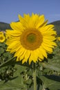 Sunflower Flowers