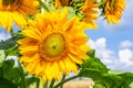 Sunflower flowers in the field on the background of the blue sky with clouds Royalty Free Stock Photo