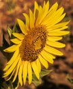 Sunflower flowers on a sunflower field. Natural background. Royalty Free Stock Photo