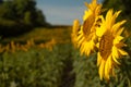 Sunflower flowers on a sunflower field. Natural background. Royalty Free Stock Photo