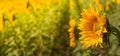 Sunflower flowers on a sunflower field. Natural background. Royalty Free Stock Photo