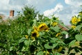 Sunflower flowers in the garden