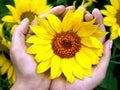 Sunflower flowers in hands