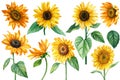 sunflower flowers on isolated white, watercolor drawing, botanical painting