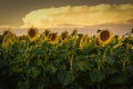 Sunflower , pampas , Argentina Royalty Free Stock Photo