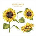 sunflower flowers and leaves collection, color illustration