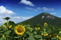 Sunflower flowers in mountains Royalty Free Stock Photo