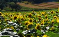 Sunflower flowers in mountains Royalty Free Stock Photo