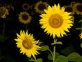 Sunflower. Royalty Free Stock Photo