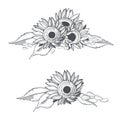 Sunflower. Flowers and seeds. Vector illustration Royalty Free Stock Photo