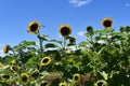 Sunflower flowers. Summer seasonal flowers background material.