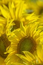 Sunflower Flowers