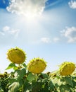 Sunflower after flowing under blue sky with sun Royalty Free Stock Photo