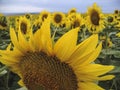 Sunflower in the foreground close, against the background of other sunflowers sticking out in the field to the very horizon Royalty Free Stock Photo