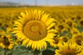 Sunflower in the foreground inside a sunflower plantation where a bee is pollinating it. Concept plants, seeds, oil, plantation, Royalty Free Stock Photo