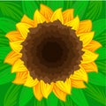 Sunflower Royalty Free Stock Photo
