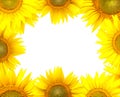 Sunflower frame