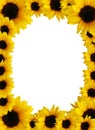 Sunflower frame